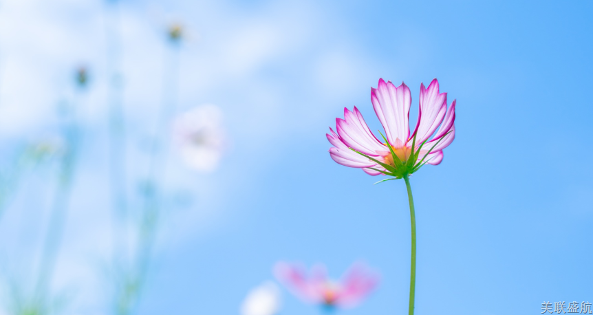 人间四月芳菲始，又是一年清明时